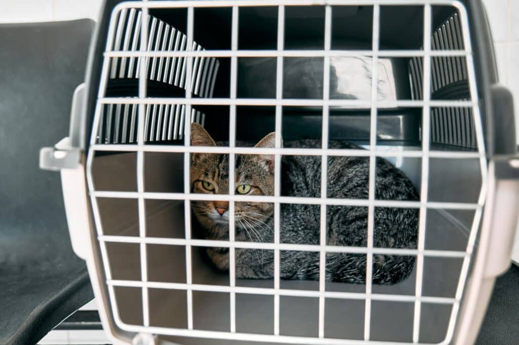 Sad cat behind bars, closed in transport box, cage or pet carrier.